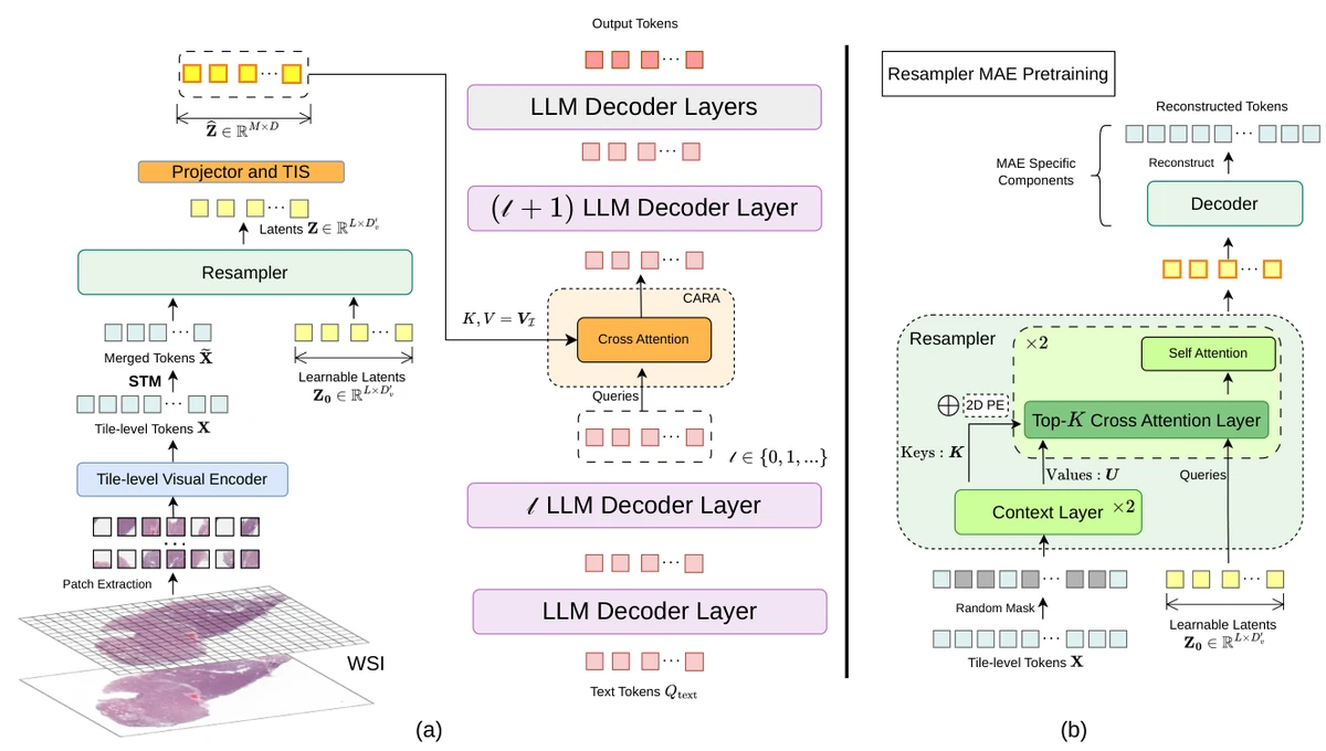LoC-Path framework showing the end-to-end pipeline and Resampler MAE pretraining (Figure 2)