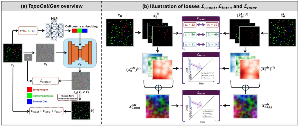 TopoCellGen framework figure from the paper